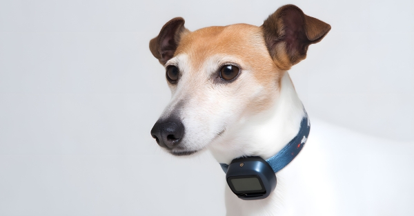 קולר אלקטרוני בסביבת הבית: מתי זה מתאים, מה לשאול מאלף מוסמך ואיך לשמור על רווחת הכלב